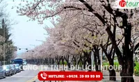 Tour Du Lịch Hàn Quốc 4 Ngày 4 Đêm  Tết Nguyên Đán 2026