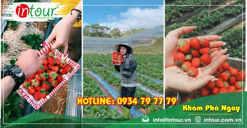 Tour Du Lịch Phan Thiết - Đà Lạt khởi hành từ Đồng Tháp 4 Ngày 3 Đêm Năm 2025